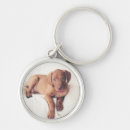 Search for vizslas key rings Cute