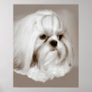 Search for shih tzu posters Animals