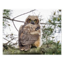 Search for cute chick posters Nature