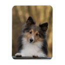Search for sheltie magnets Pet