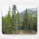 Search for conifer mouse mats Nature