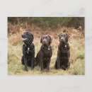 Search for black labrador retriever postcards Dogs