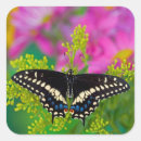 Search for black swallowtail stickers Yellow