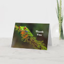 Search for tree frog cards Agalychnis callidryas