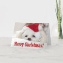 Search for toy poodle christmas cards White