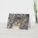 Search for cat anniversary cards Animals