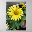 Search for yellow daisies posters Garden