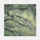 Search for oak tree magnets Moss