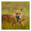 Search for momma posters Animals