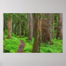Search for old growth forest art Fern