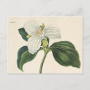 Search for flower illustration postcards French