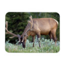 Search for bull elk magnets Deer