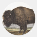 Search for wild buffalo stickers Wildlife