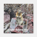 Search for chipmunks magnets Nature