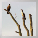 Search for perching bird Perching birds