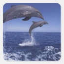 Search for bottlenose stickers Pair