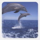 Search for bottlenose dolphin stickers Pair