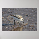 Search for shore bird Coast