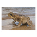 Search for toad photo Wildlife