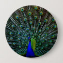 Search for peafowl badges Feathers