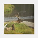Search for mate magnets Animal