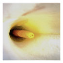 Search for calla lily art Fine