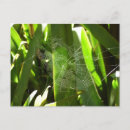 Search for spiderweb postcards Cobweb