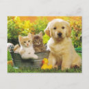 Search for kittens postcards Dog