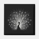 Search for tail feathers magnets Peacock