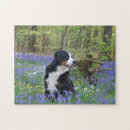 Search for bernese mountain dog puzzles Cute