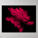 Search for fuchsia posters Abstract