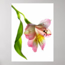 Search for alstroemeria art Garden