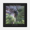 Search for grey wolves magnets Wolf