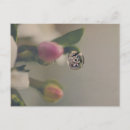 Search for water drop postcards White