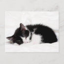 Search for sleeping baby postcards Photography
