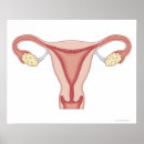 Search for female reproduction posters Medical
