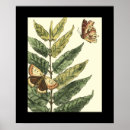 Search for butterfly on black posters Botanical