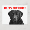 Search for black labrador retriever postcards Birthday