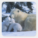 Search for manitoba stickers Animal