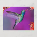 Search for blue hummingbird postcards Nature