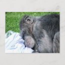 Search for chimpanzee postcards Humour