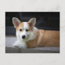 Search for relaxed postcards Pet