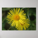 Search for budding posters Yellow