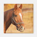 Search for horse magnets Summer