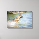 Search for german shepherd canvas prints Cute