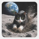 Search for tuxedo cat stickers Pet