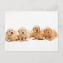 Search for golden retriever puppies postcards Pet