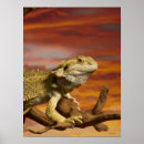 Search for bearded dragon posters Animals