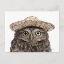 Search for little owl postcards Animal