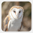 Search for bird of prey stickers Nature